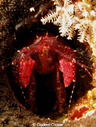 Sea Urchin Mantis Shrimp, Echinosquilla guerinii by Cigdem Cooper 